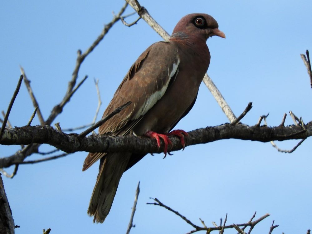 Bare-eyed Pigeon - Fernando Nunes