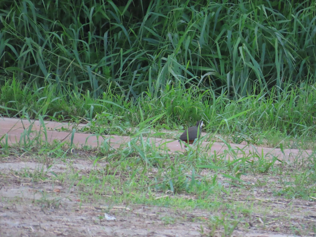 White-breasted Waterhen - ML620485403