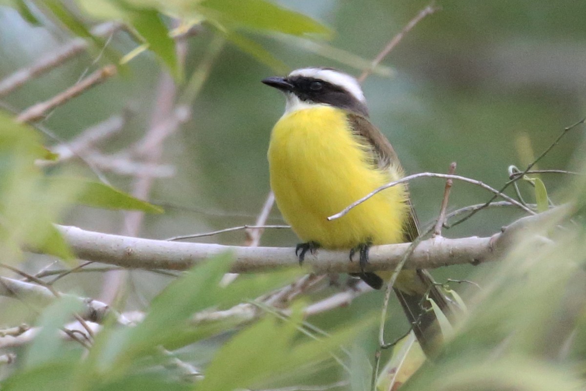 Social Flycatcher - Henry Mauer