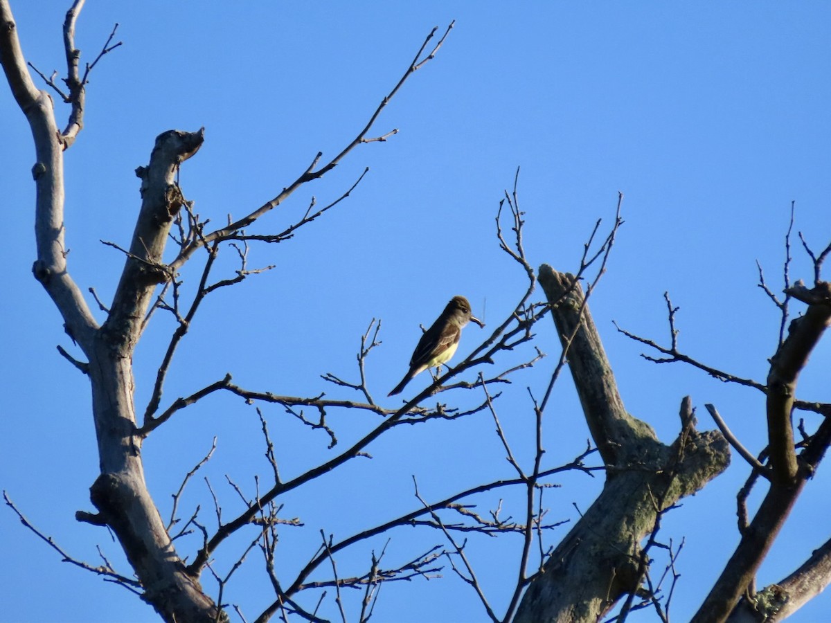 Great Crested Flycatcher - ML620485408