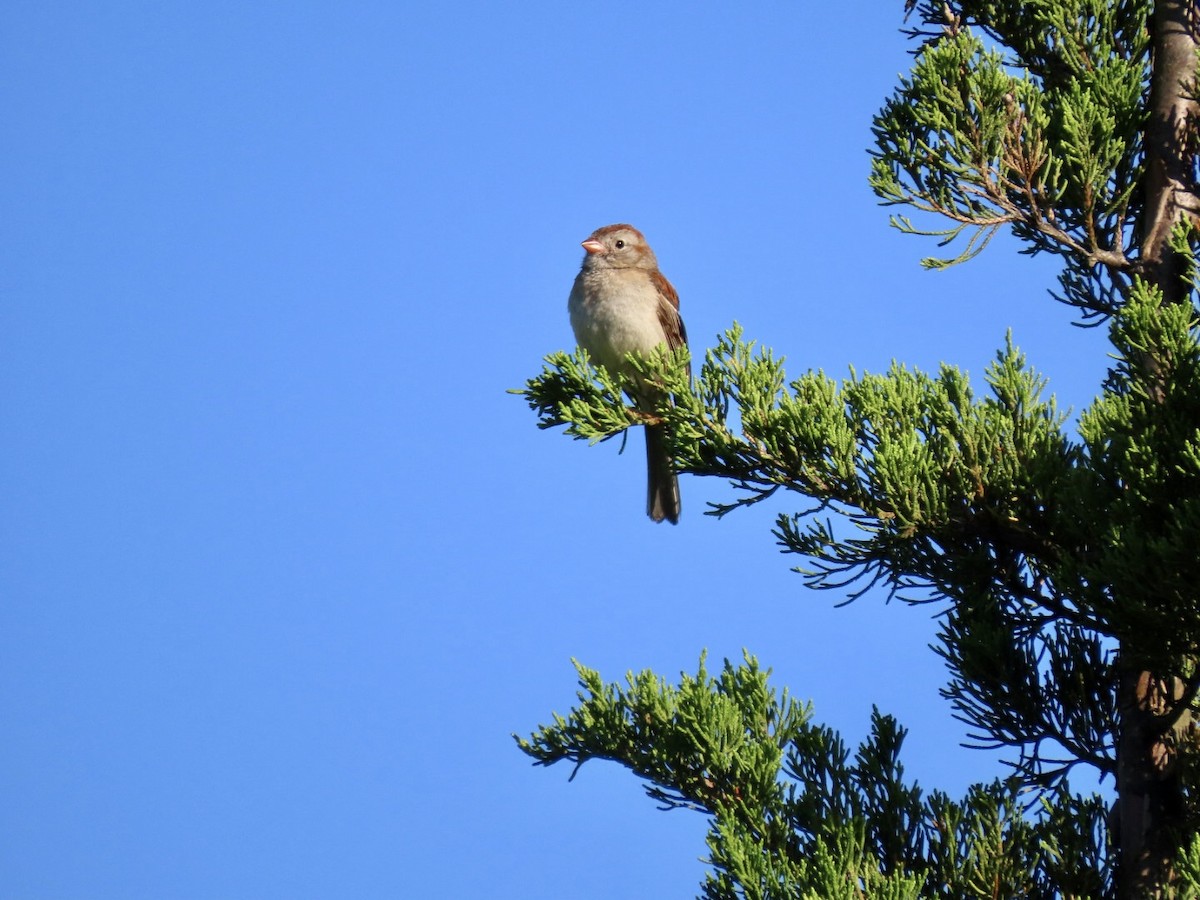 Field Sparrow - ML620485416