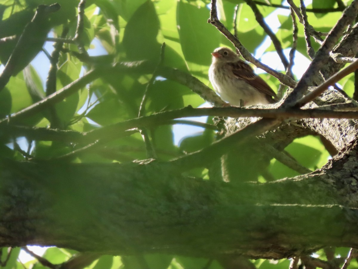 Field Sparrow - ML620485418