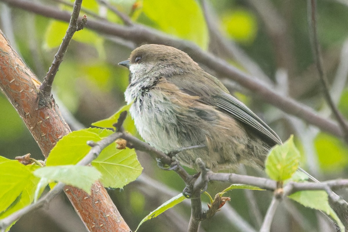 Boreal Chickadee - ML620485422