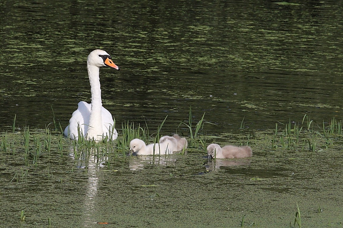 Höckerschwan - ML620485424