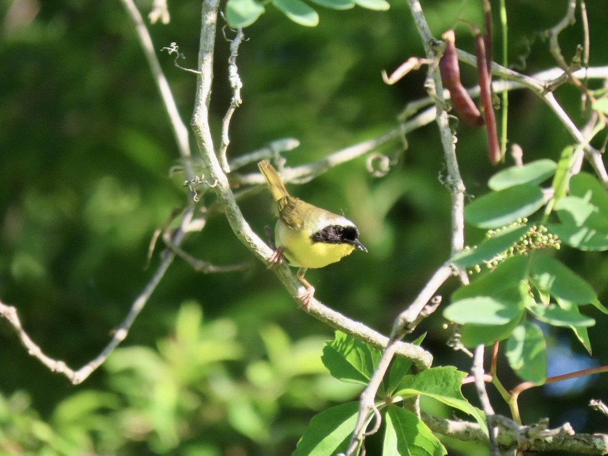 Weidengelbkehlchen - ML620485431