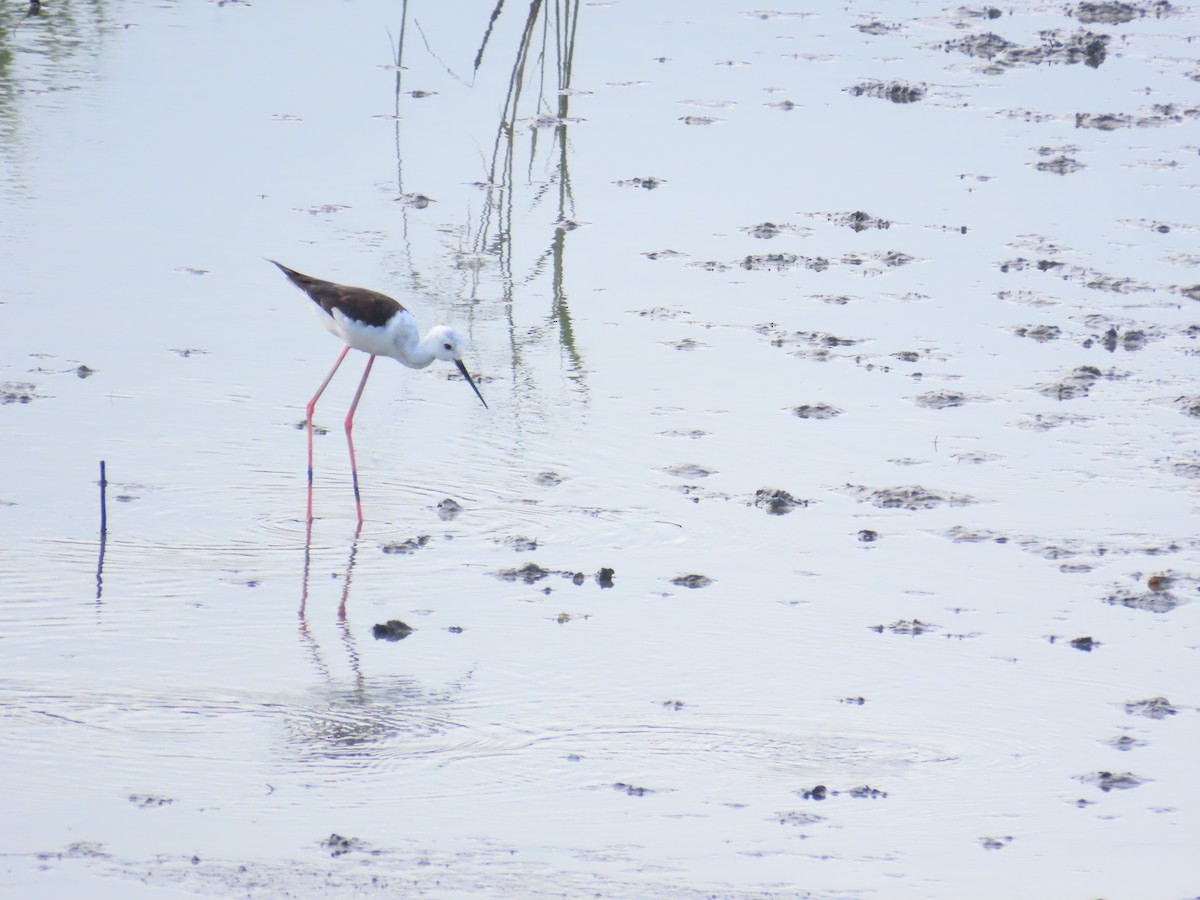 Black-winged Stilt - ML620485439