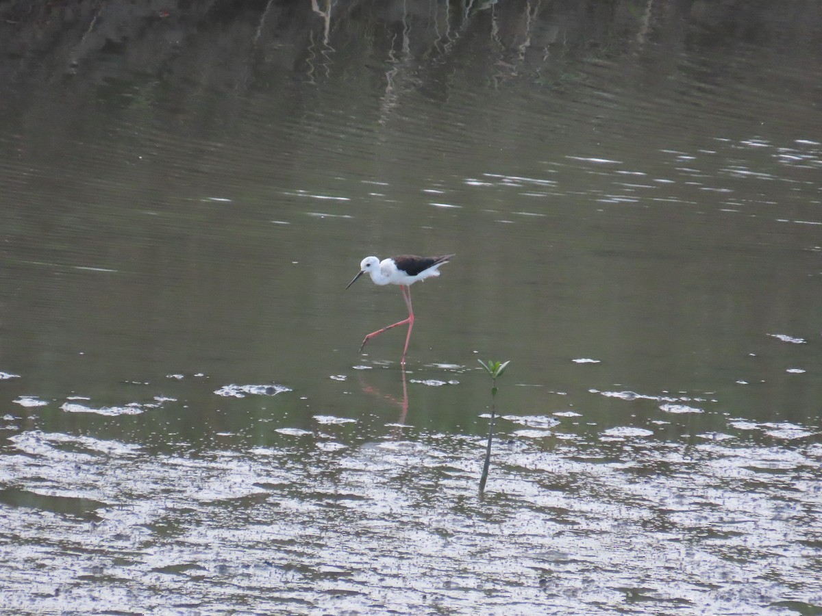 Black-winged Stilt - ML620485442