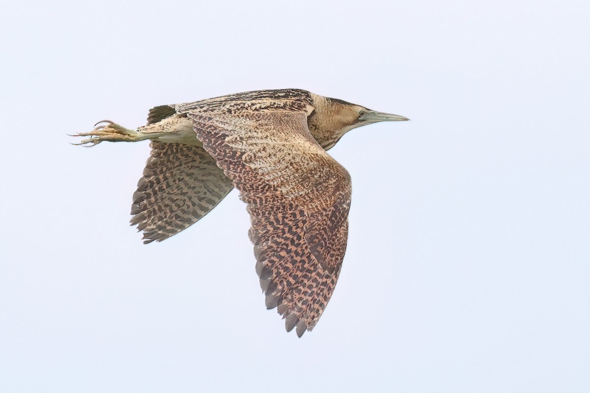 Great Bittern - ML620485460