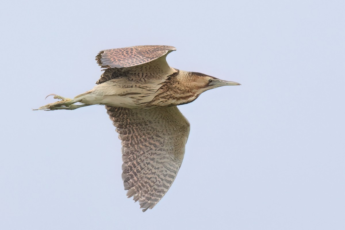 Great Bittern - ML620485462