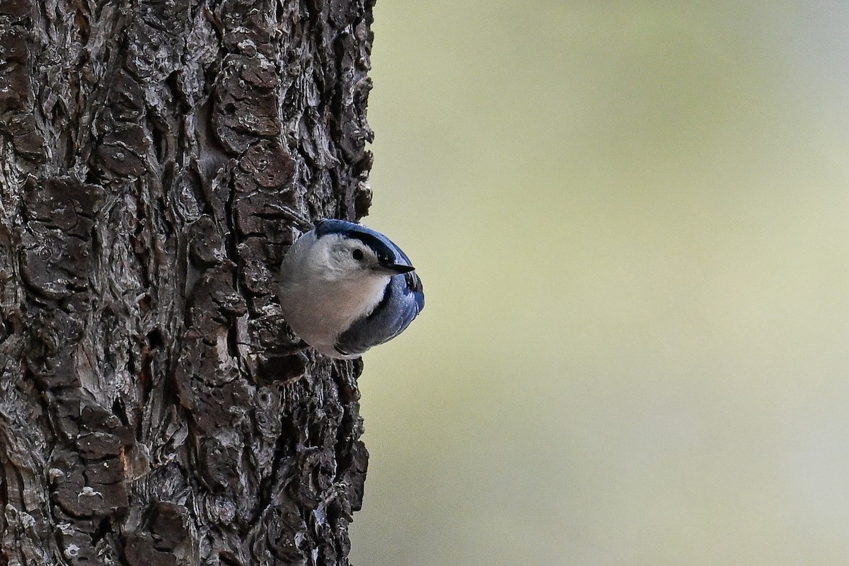 White-breasted Nuthatch - ML620485465