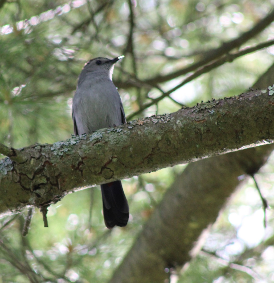 Gray Catbird - ML620485466