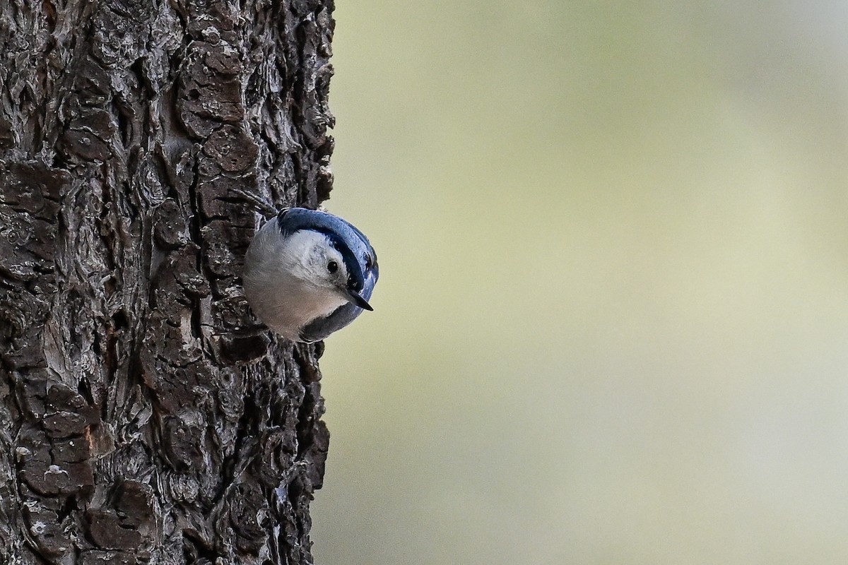 White-breasted Nuthatch - ML620485467