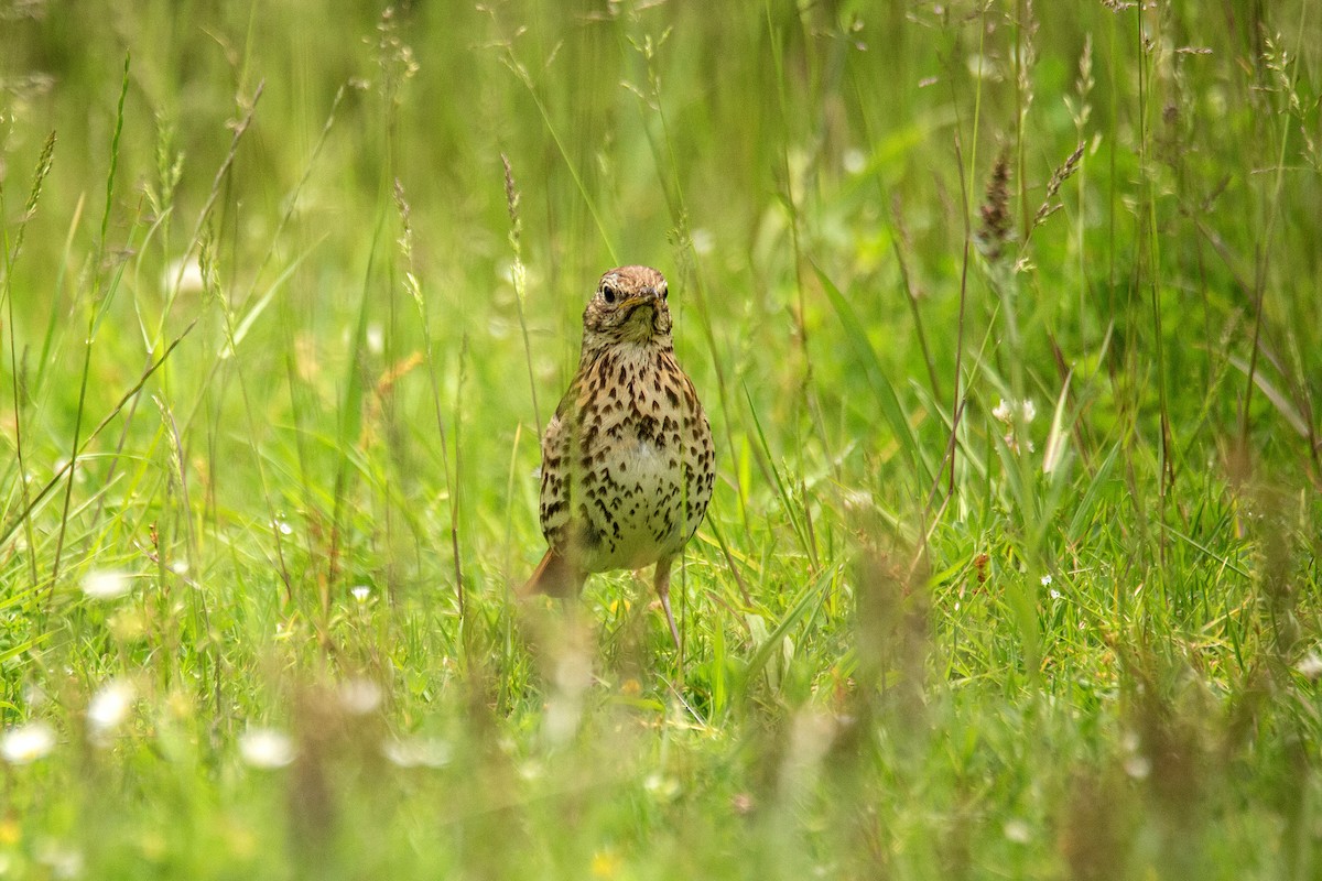 Song Thrush - ML620485469