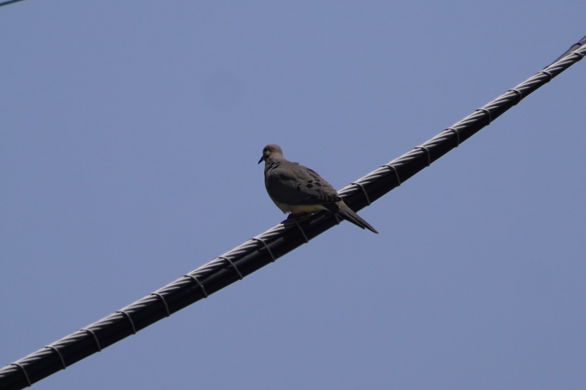 Mourning Dove - ML620485471