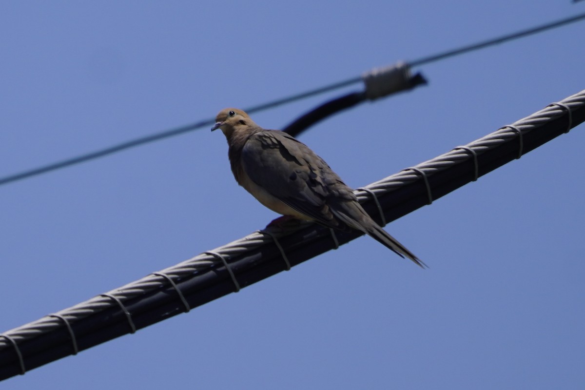 Mourning Dove - ML620485472