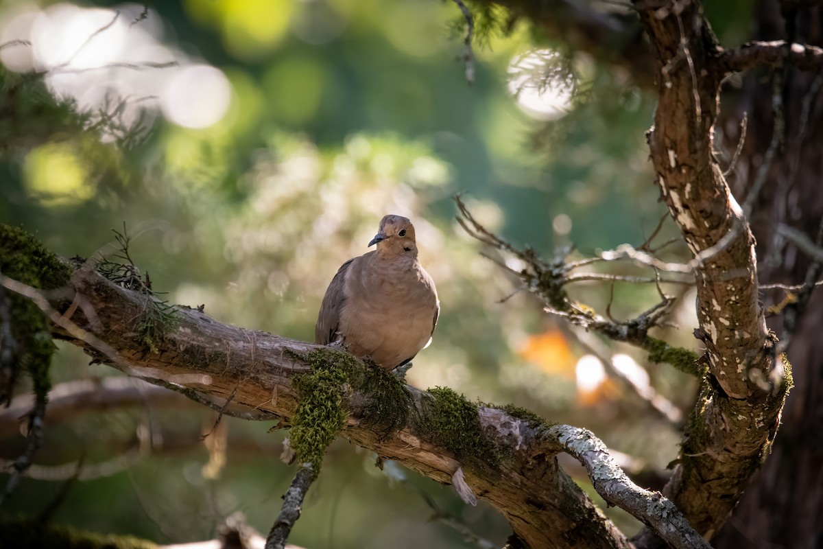 Mourning Dove - ML620485477