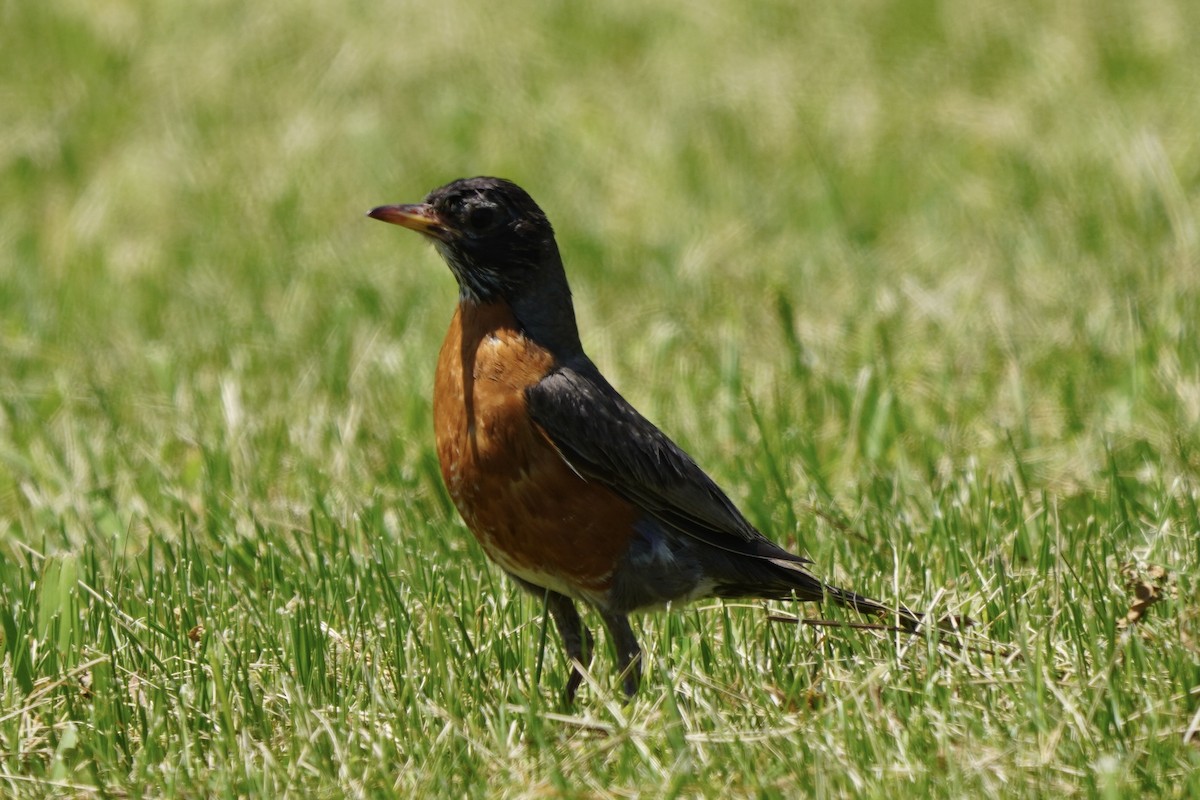 American Robin - ML620485479