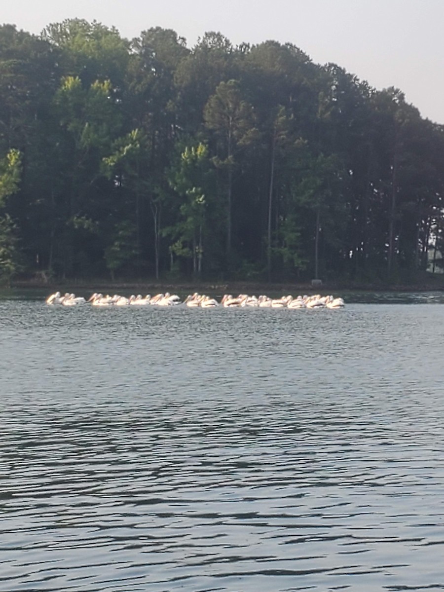 American White Pelican - ML620485484