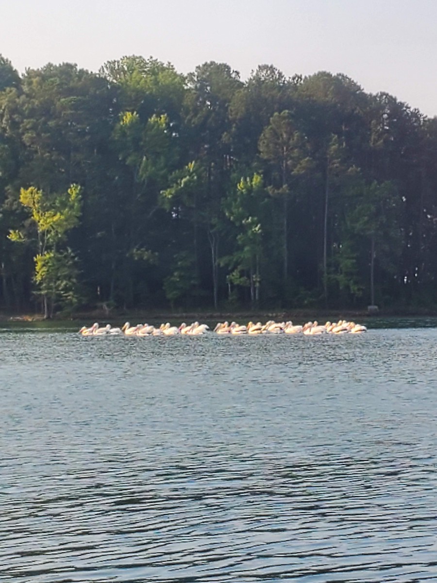 American White Pelican - ML620485485