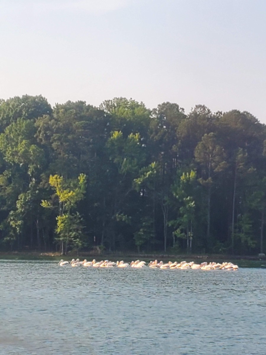 American White Pelican - ML620485486