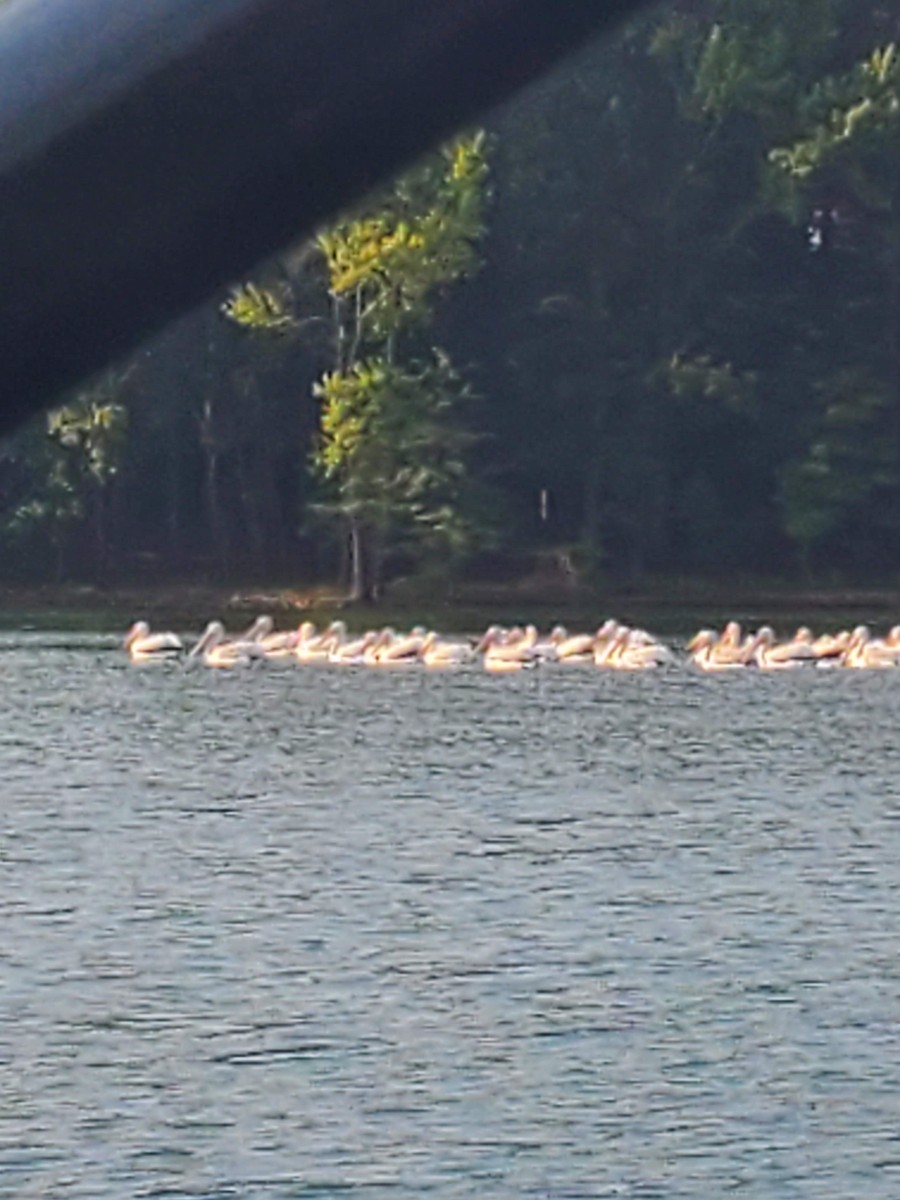 American White Pelican - ML620485488