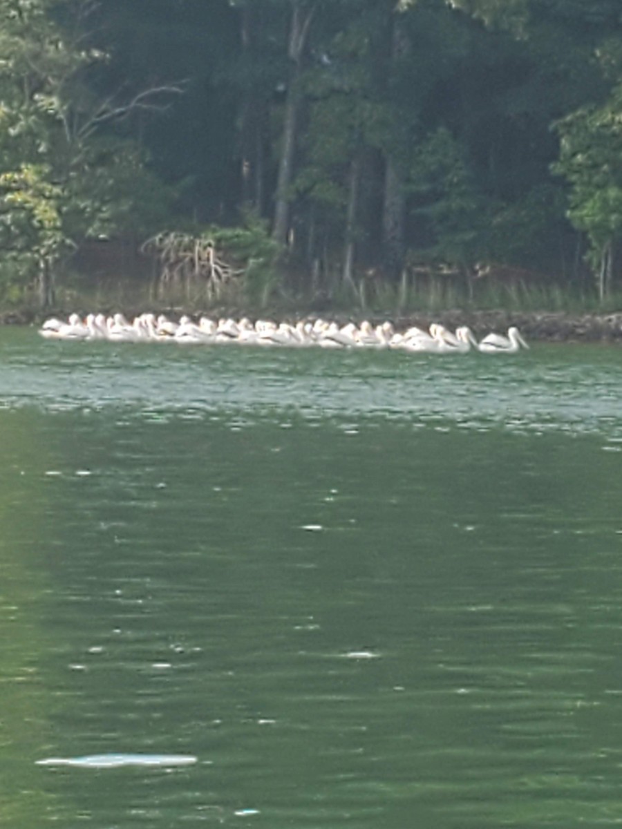 American White Pelican - ML620485490