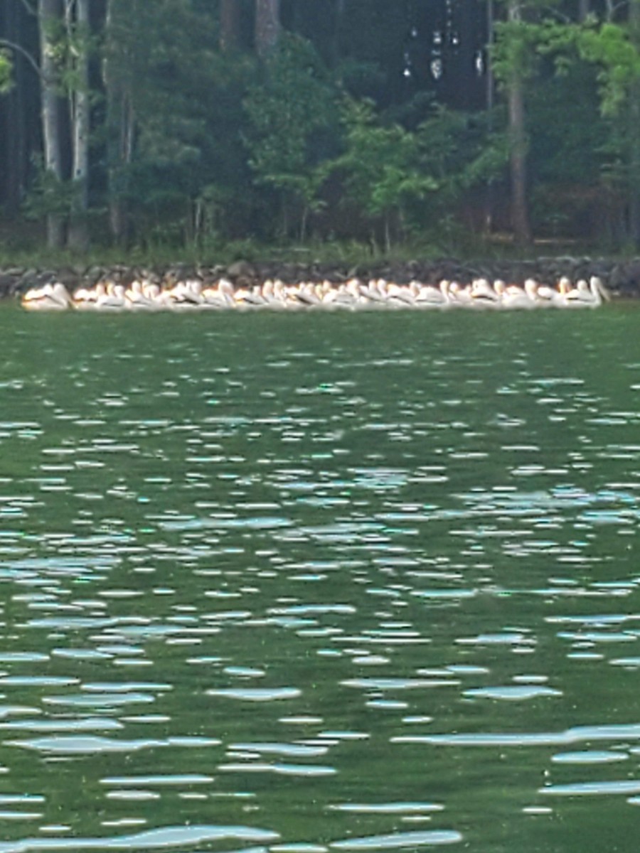 American White Pelican - ML620485492