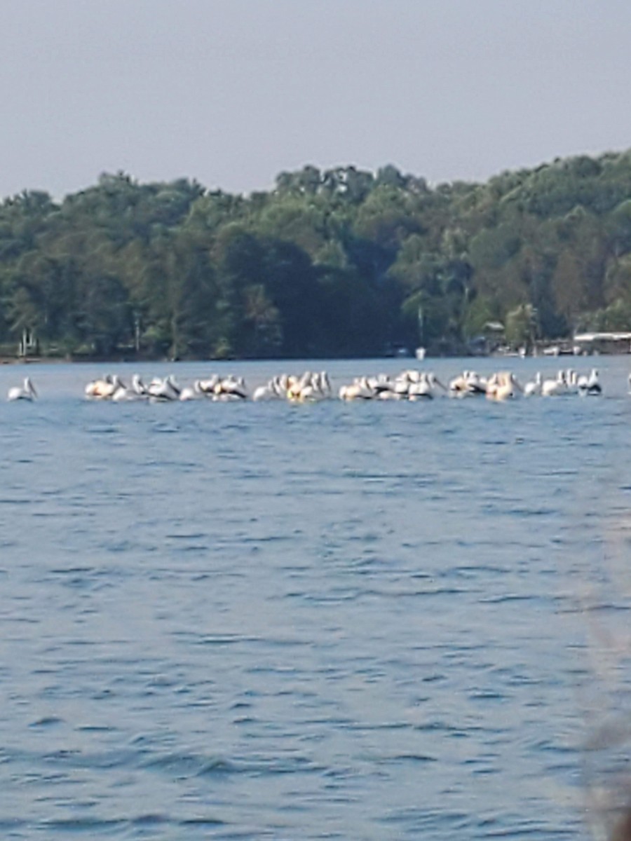 American White Pelican - ML620485498