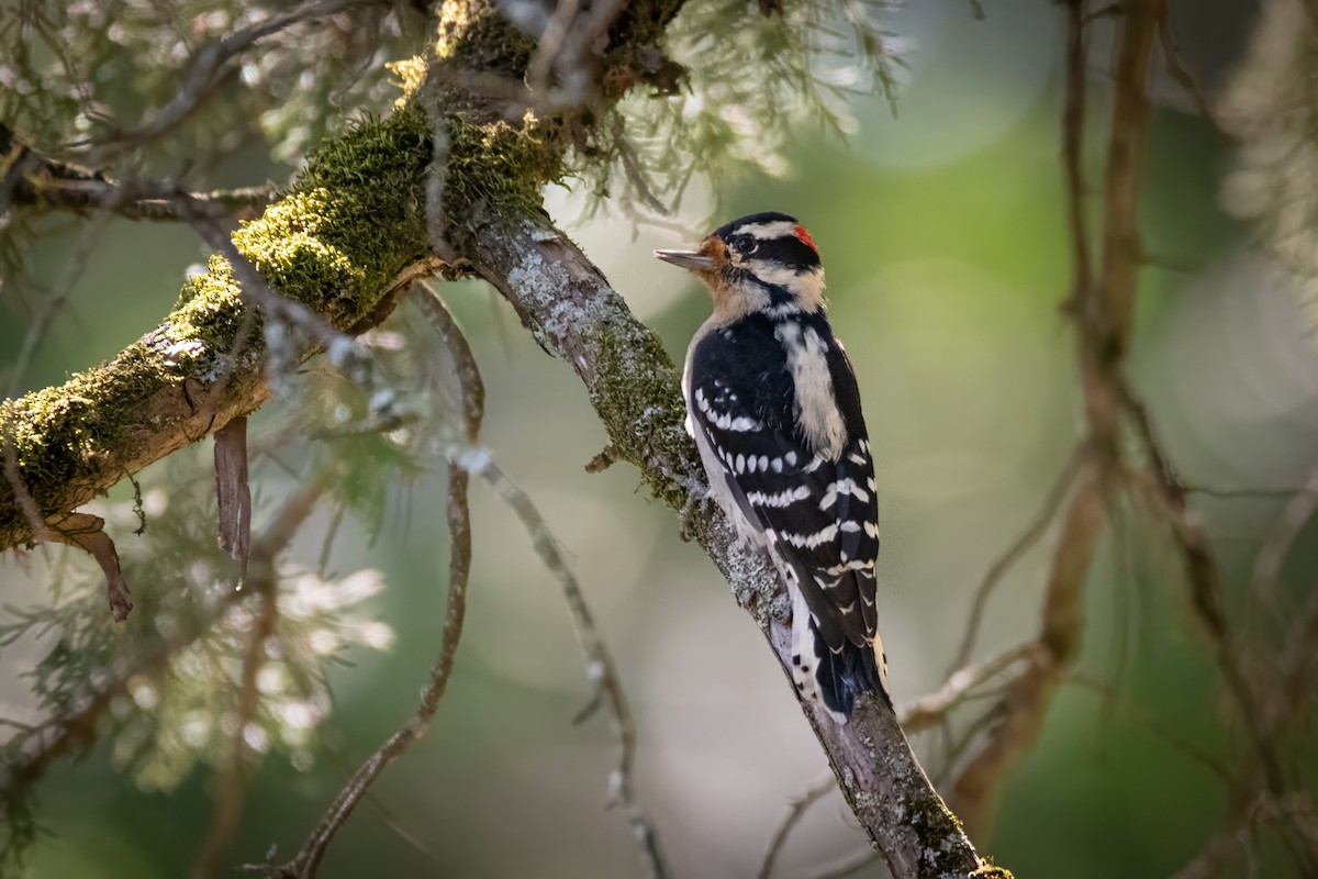 Downy Woodpecker - ML620485499