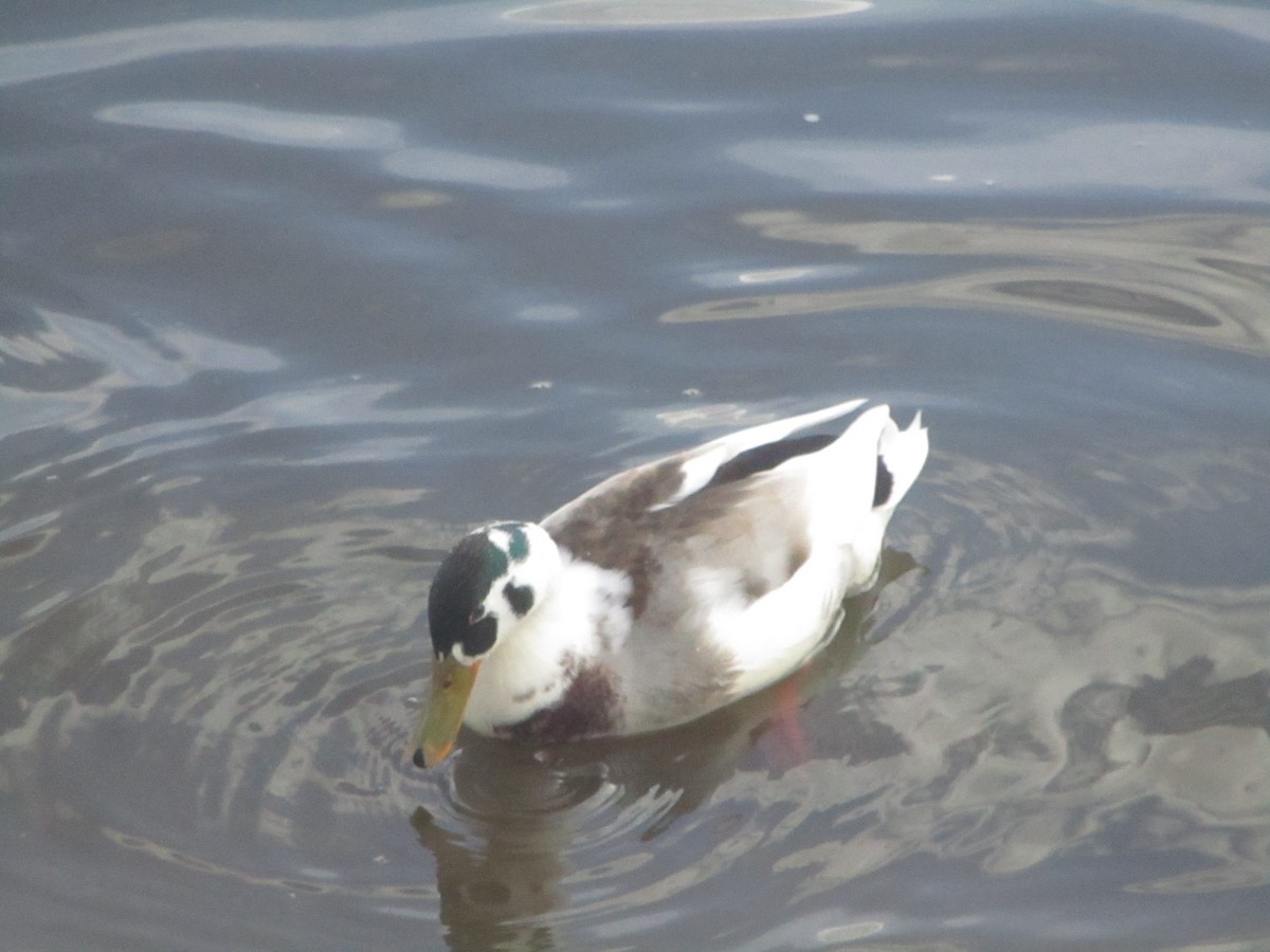 Mallard (Domestic type) - Anonymous