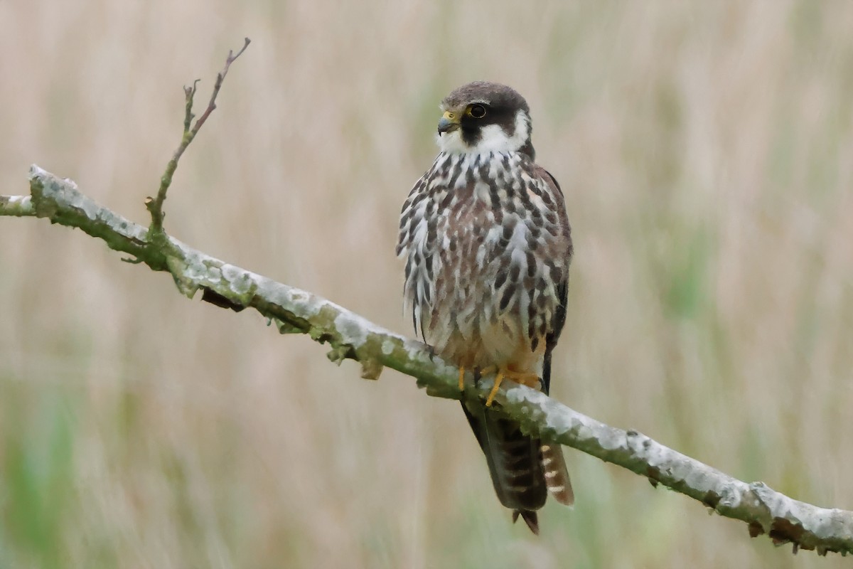 Eurasian Hobby - ML620485518