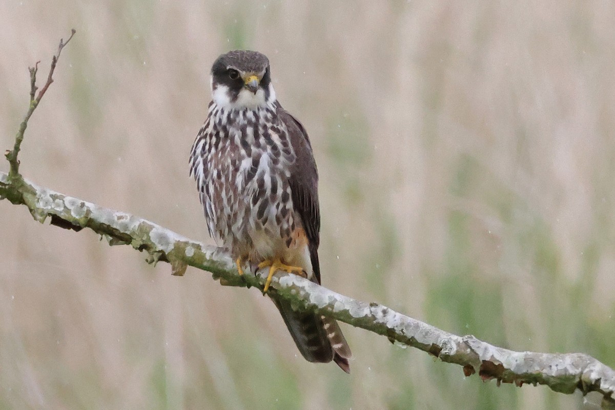 Eurasian Hobby - ML620485519