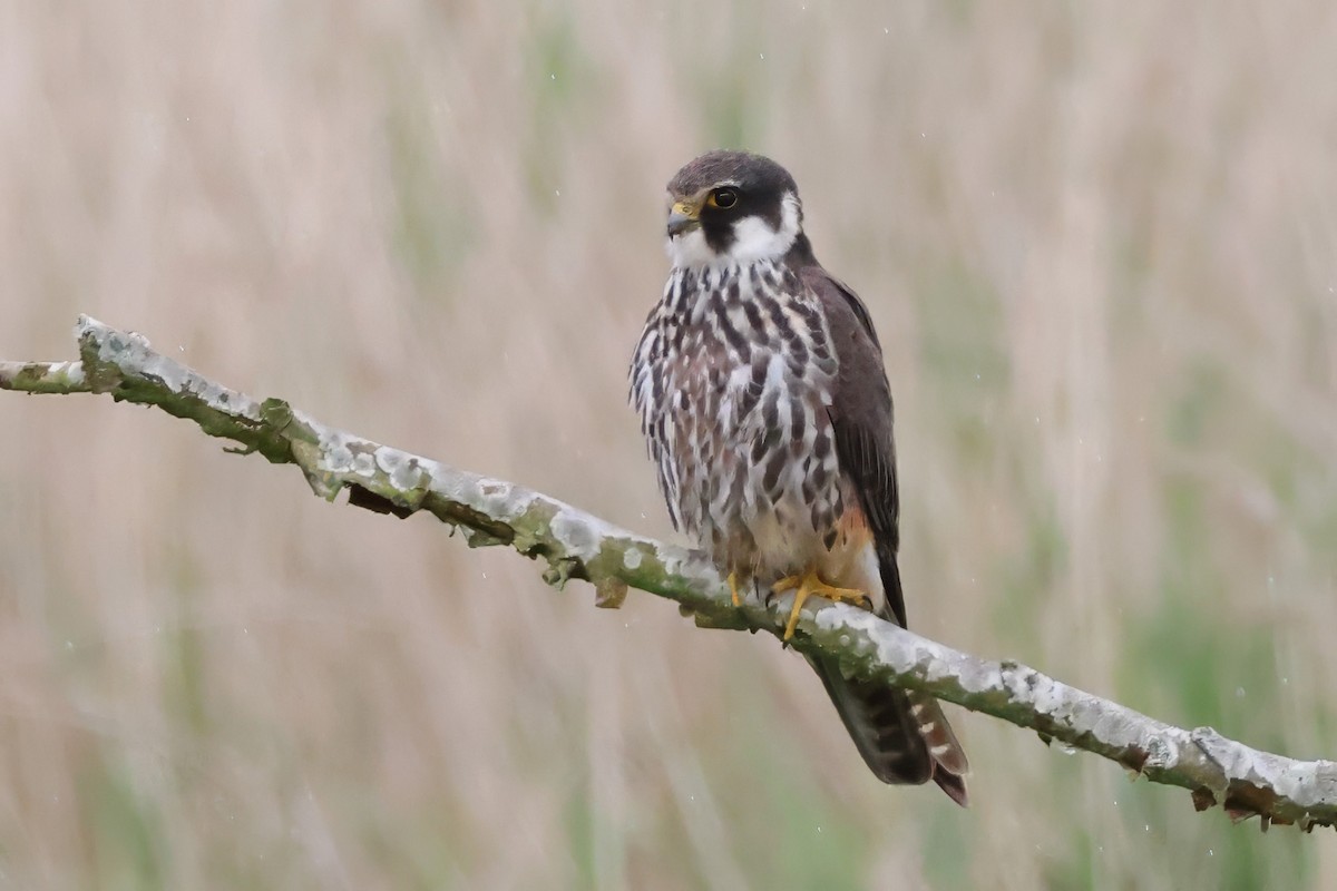 Eurasian Hobby - ML620485520