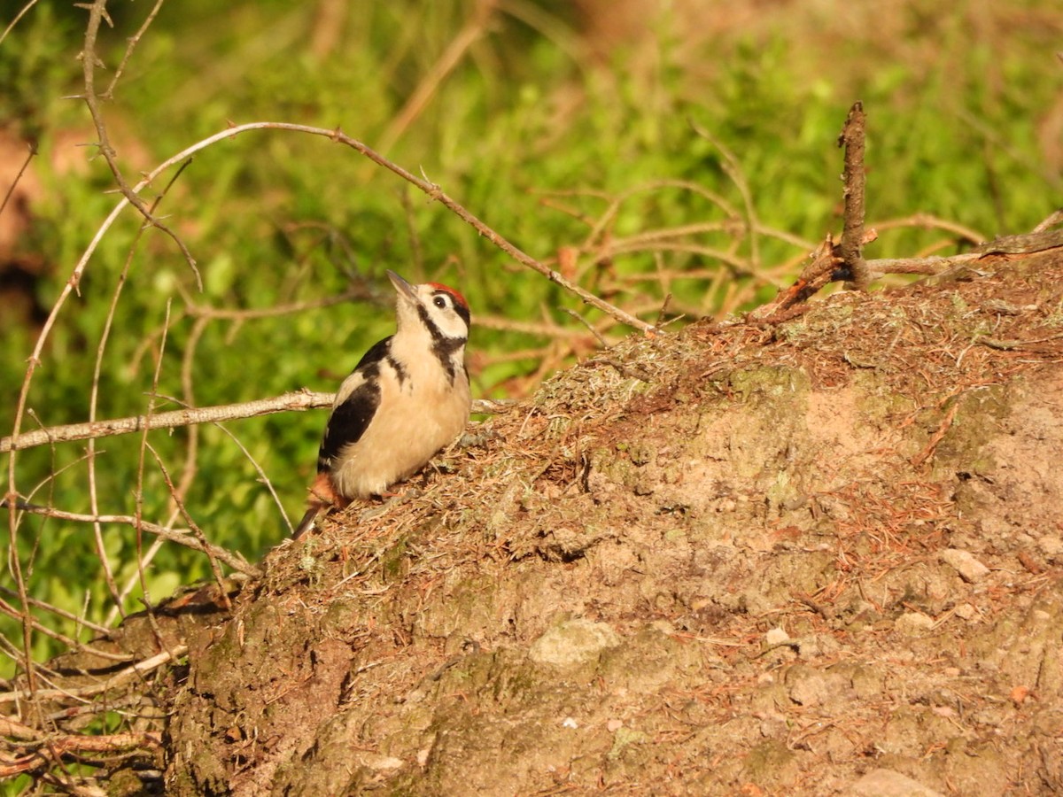 Great Spotted Woodpecker - ML620485524
