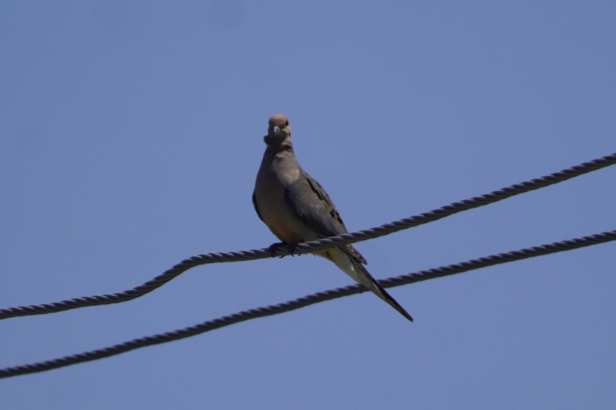 Mourning Dove - ML620485525