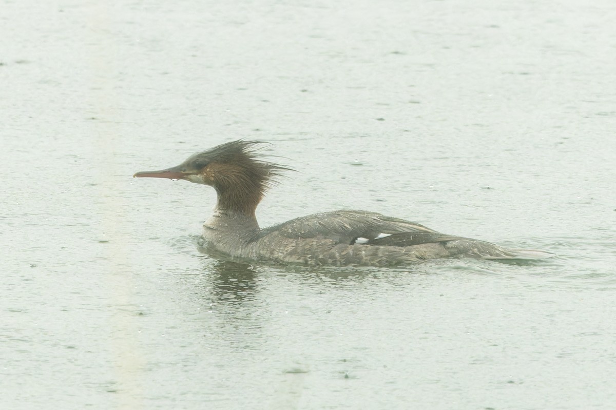 Common Merganser - ML620485526