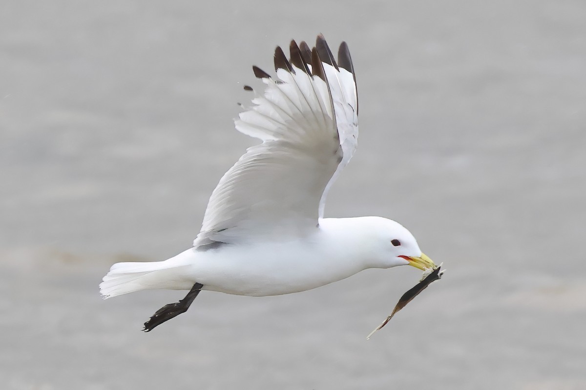 Black-legged Kittiwake - ML620485530