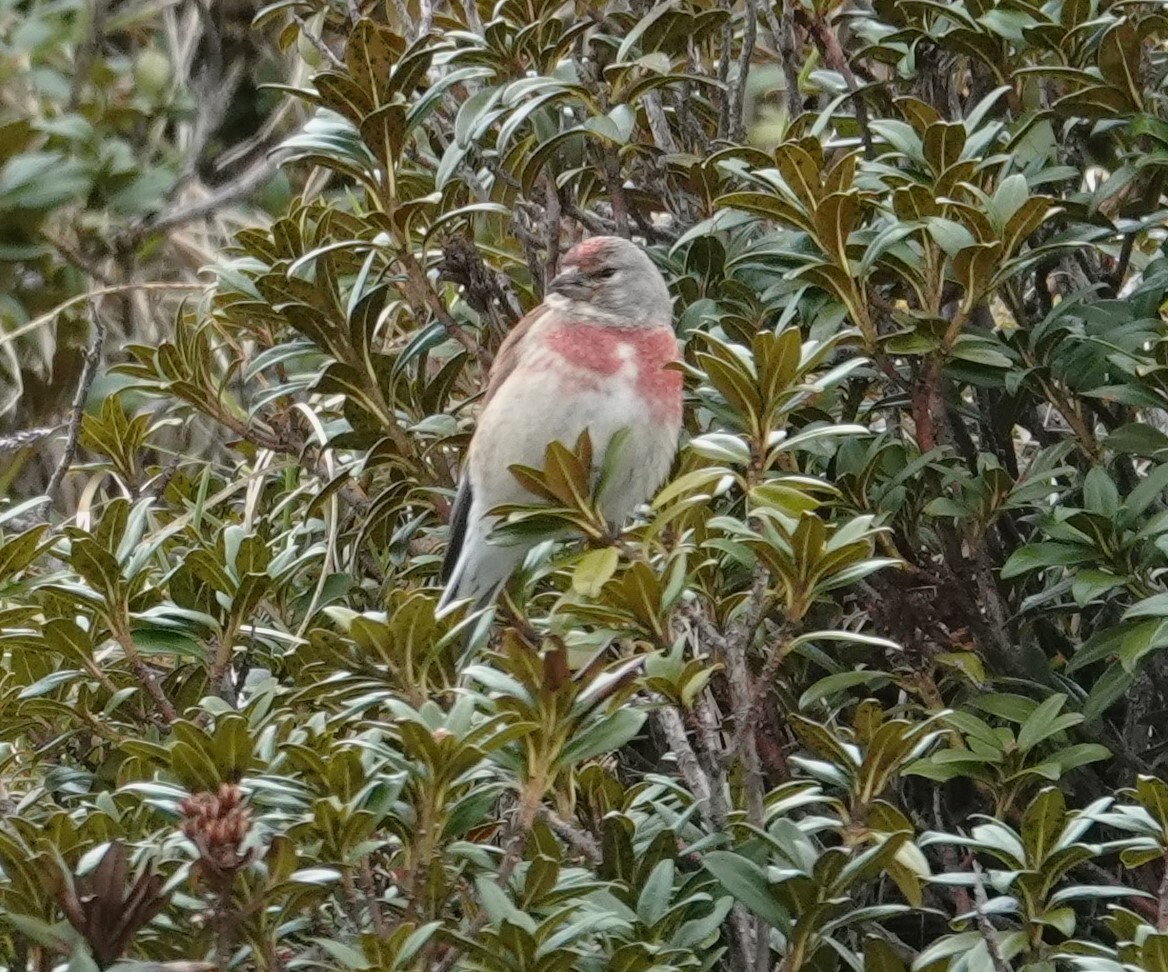 Eurasian Linnet - ML620485536