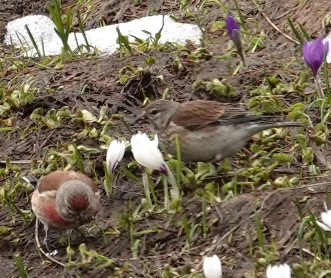 Eurasian Linnet - ML620485537