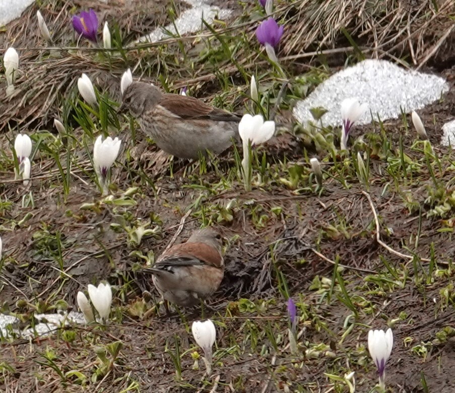 Eurasian Linnet - ML620485538