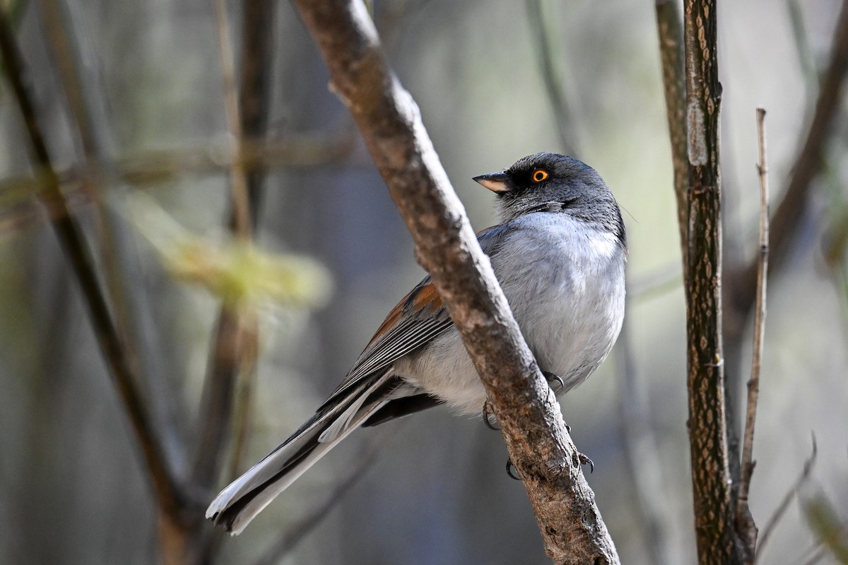 Junco aux yeux jaunes - ML620485541