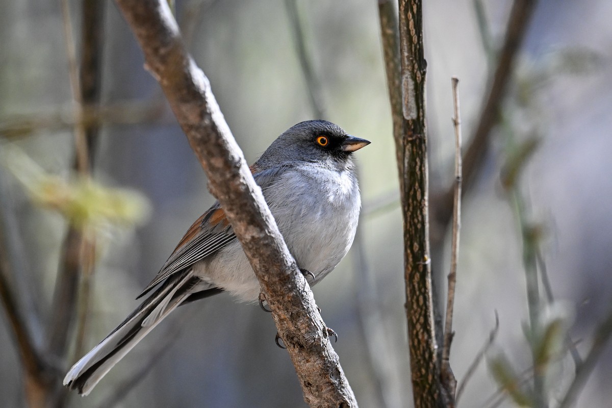 Yellow-eyed Junco - Maryse Neukomm