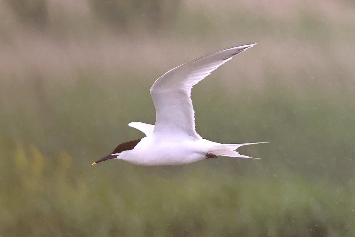 Sandwich Tern - Dave Curtis