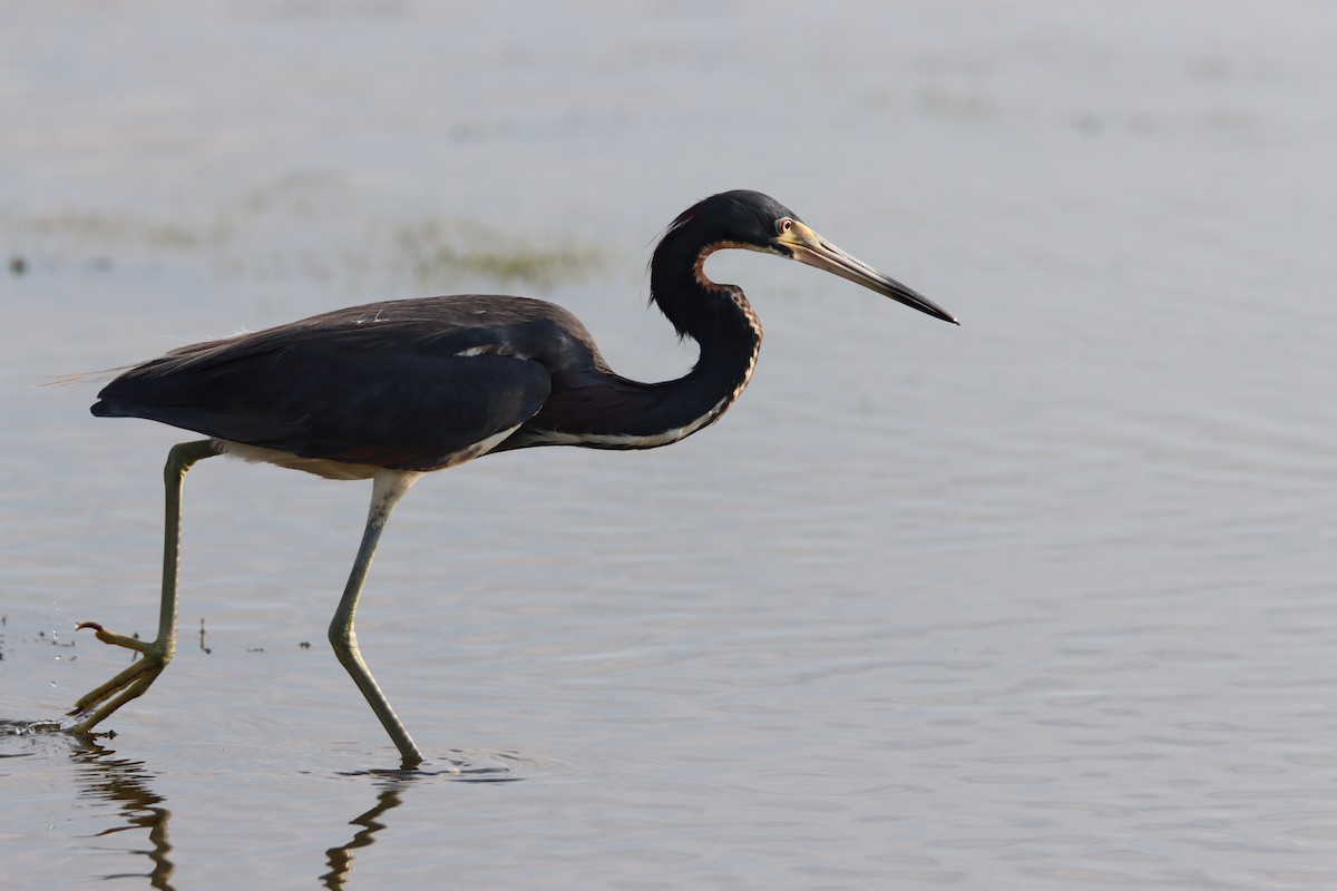 Tricolored Heron - ML620485550