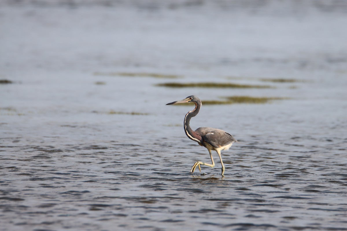 Tricolored Heron - ML620485551