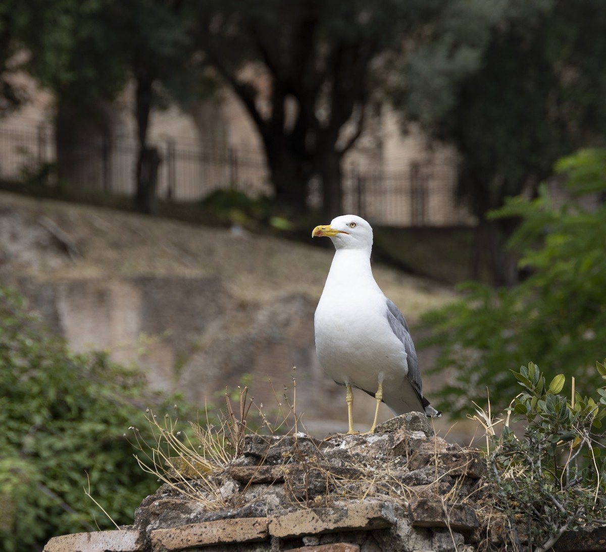 Gaviota Patiamarilla - ML620485552