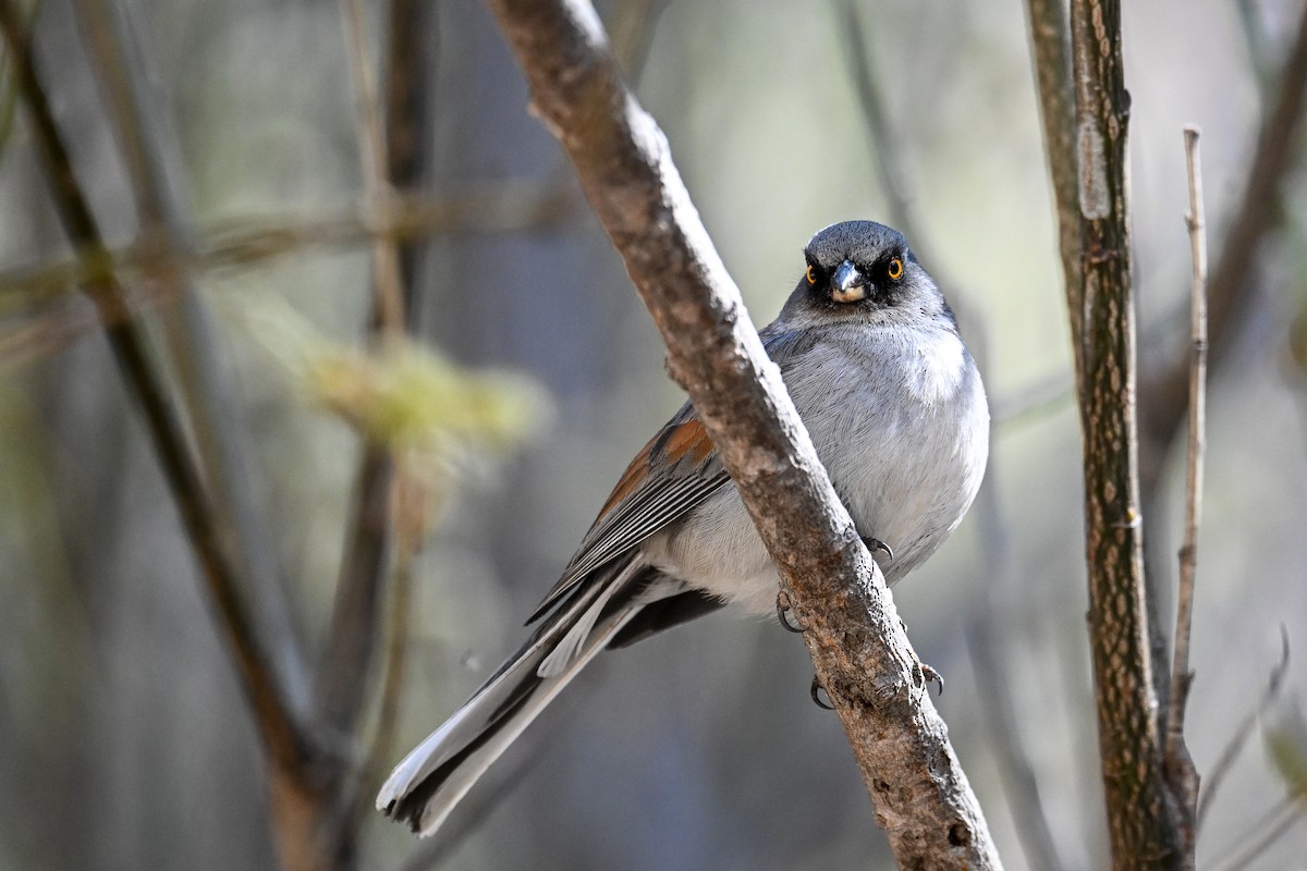 Yellow-eyed Junco - ML620485553