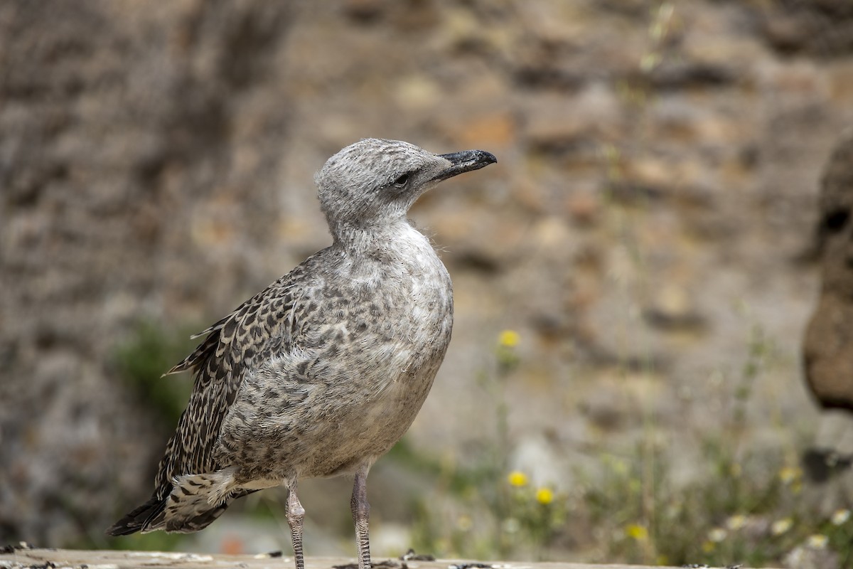 Yellow-legged Gull - ML620485554