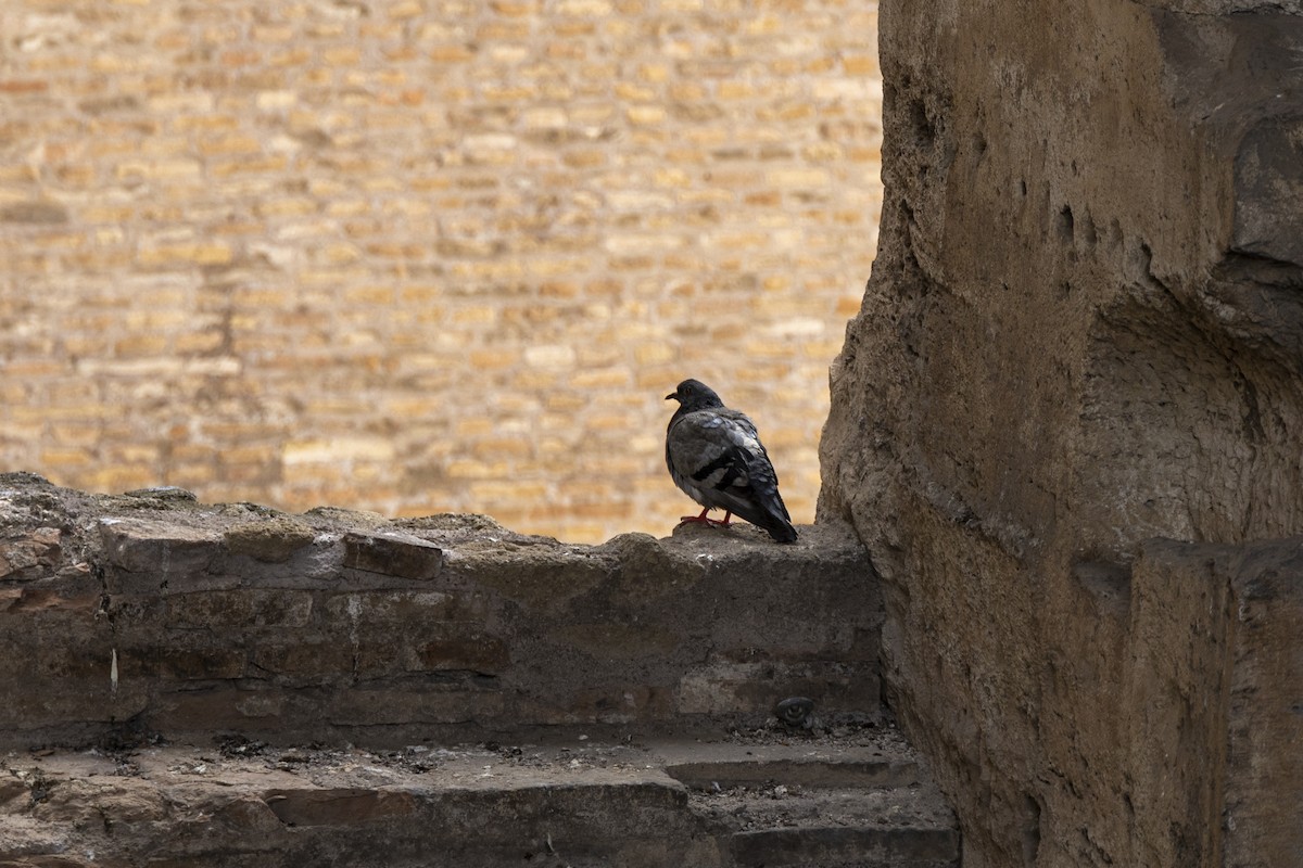 Rock Pigeon (Feral Pigeon) - ML620485558