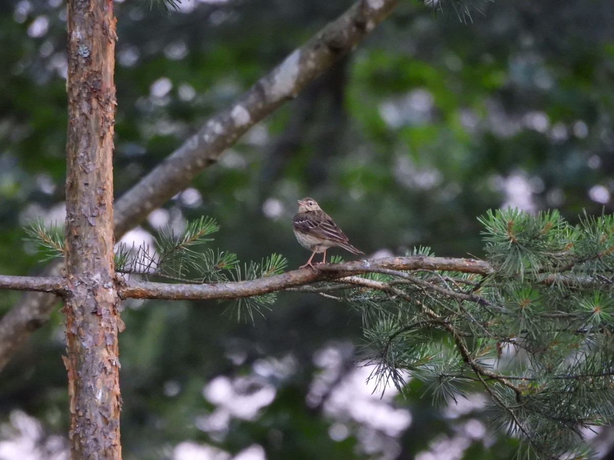 Tree Pipit - ML620485559